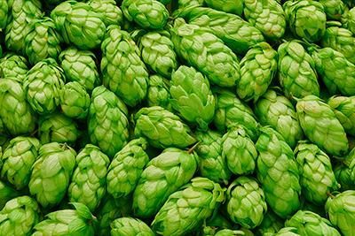 Lúpulos e Aromas: Como o Ingrediente Mais Aromático da Cerveja Define Sabores e Experiências